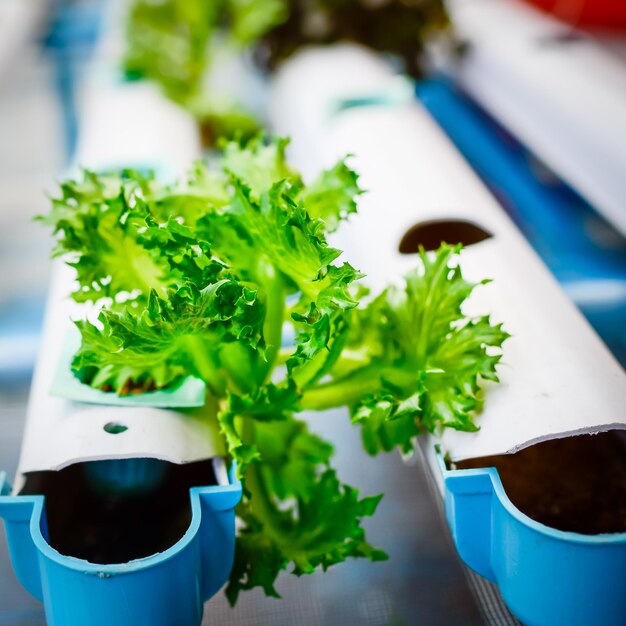 Close-up of potted plant on table