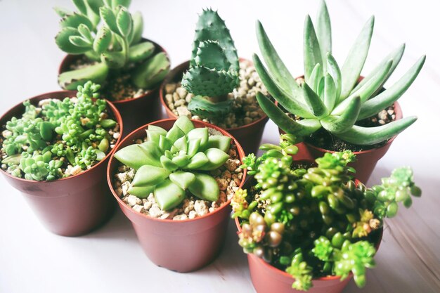 Photo close-up of potted plant on table