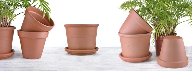 Photo close-up of potted plant on table