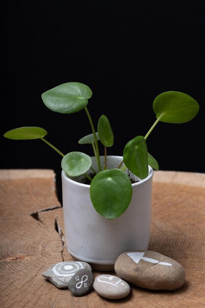 Close-up of potted plant on table