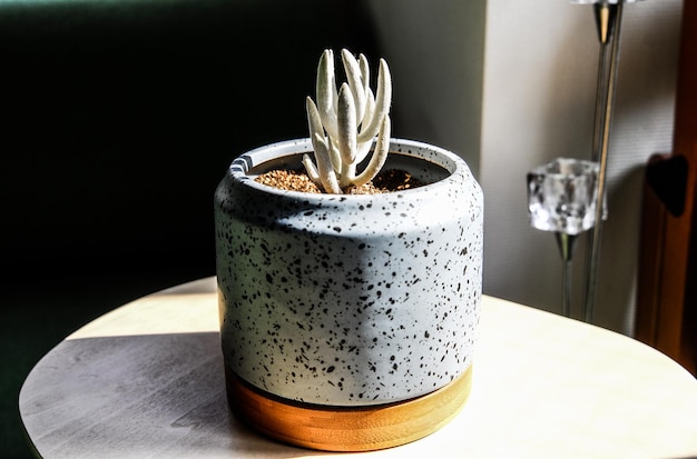 Close-up of potted plant on table