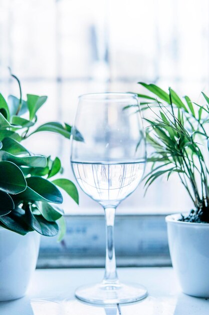 Photo close-up of potted plant on table