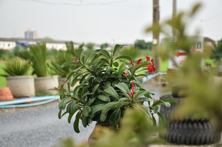Photo close-up of potted plant on table