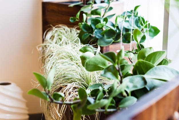 Photo close-up of potted plant on table