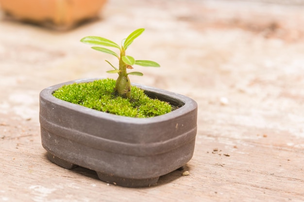 Close-up of potted plant on table