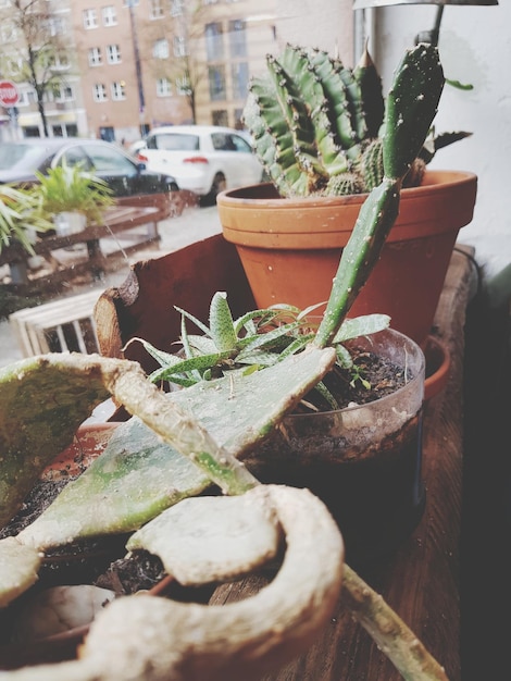 Photo close-up of potted plant on table