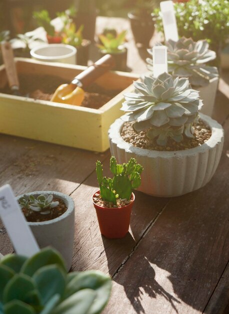 Close-up of potted plant on table