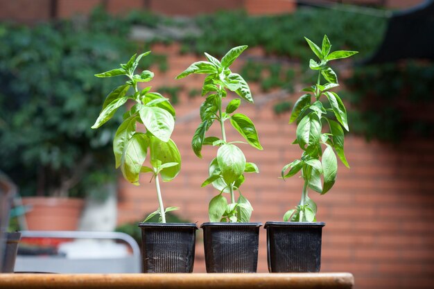 Photo close-up of potted plant on table