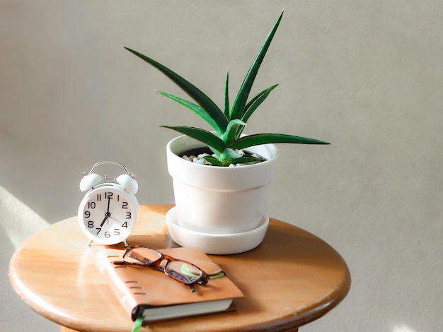 Close-up of potted plant on table