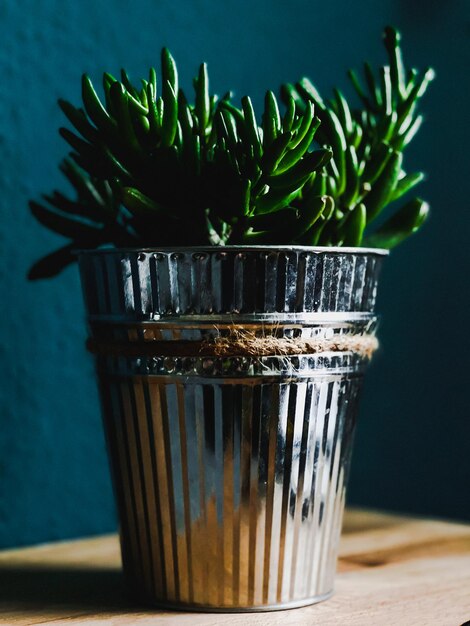 Photo close-up of a potted plant on the table