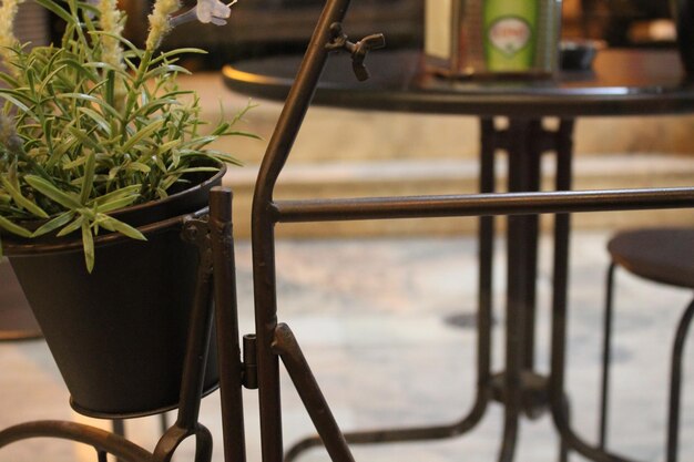 Close-up of potted plant on table