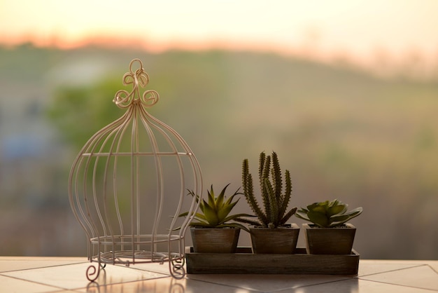 Photo close-up of potted plant on table