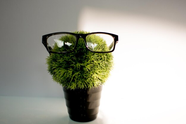 Foto prossimo piano di una pianta in vaso su un tavolo