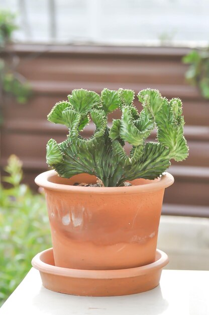 Close-up of potted plant on table