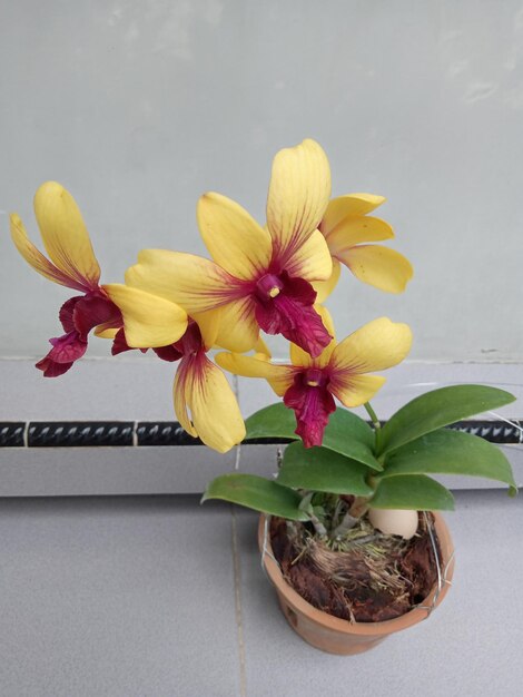 Close-up of potted plant on table