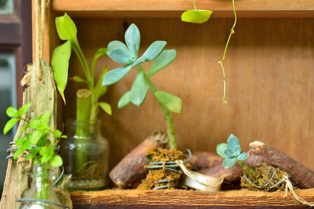 Photo close-up of potted plant on table