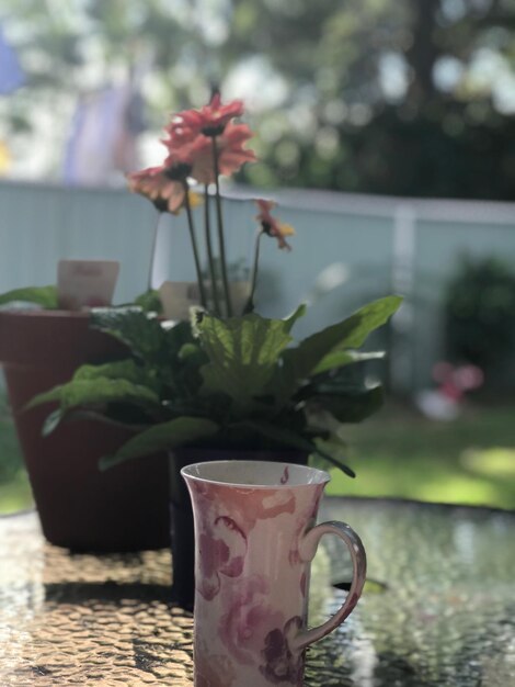 Close-up of potted plant on table