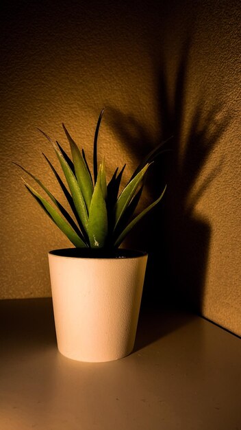 Foto prossimo piano di una pianta in vaso su un tavolo