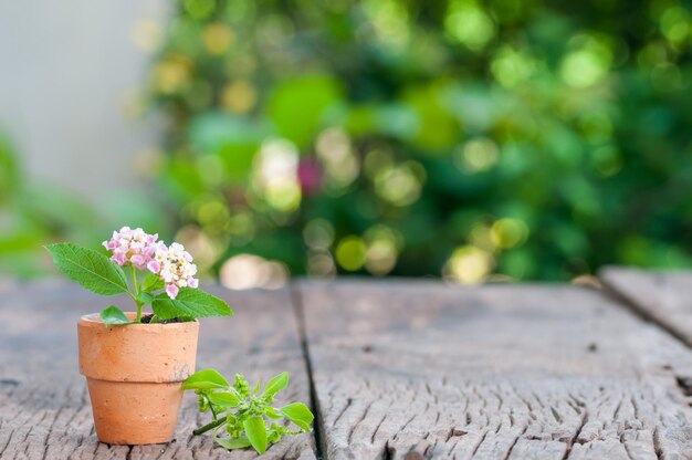 Photo close-up of potted plant on table