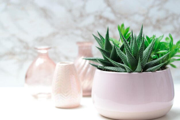 Foto prossimo piano di una pianta in vaso su un tavolo