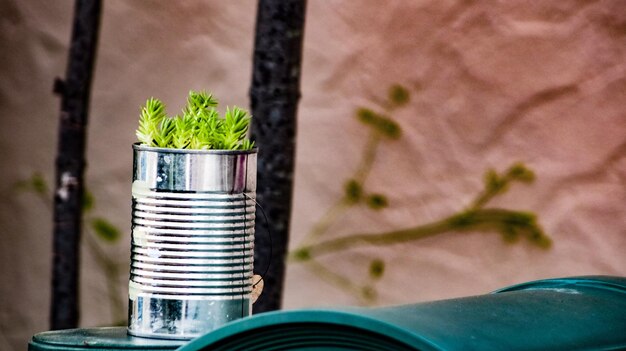 Photo close-up of potted plant on table