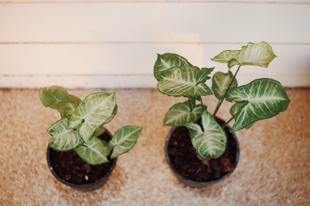 Close-up of potted plant on table