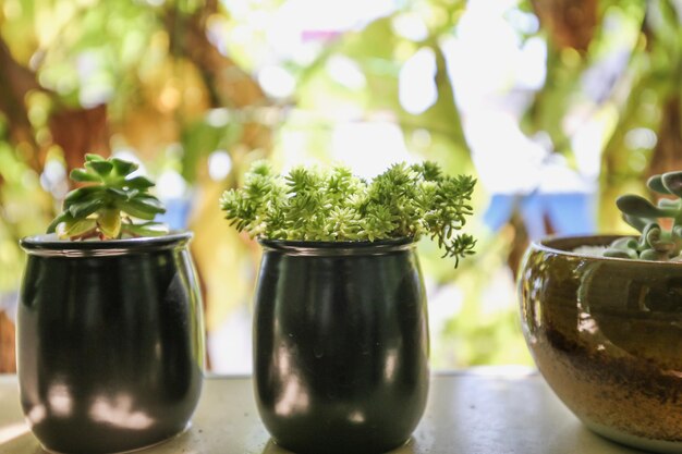 Photo close-up of potted plant on table