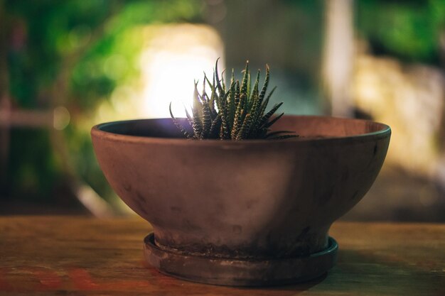 Foto prossimo piano di una pianta in vaso su un tavolo