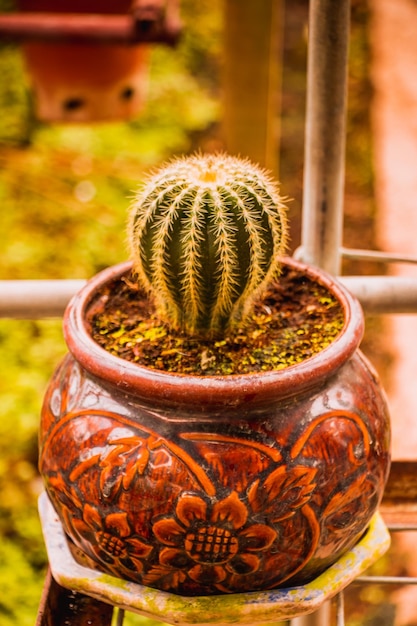 Photo close-up of potted plant on table