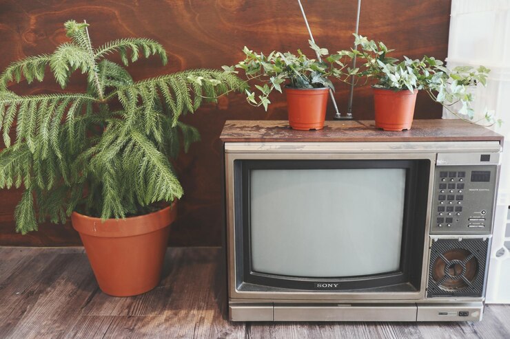 Photo 桌上的一棵花瓶植物的近距离拍摄