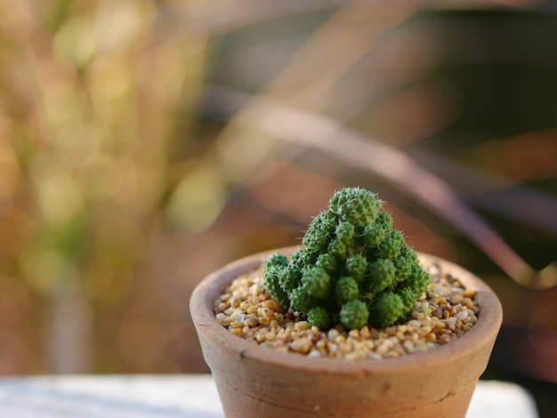 Close-up of potted plant on table