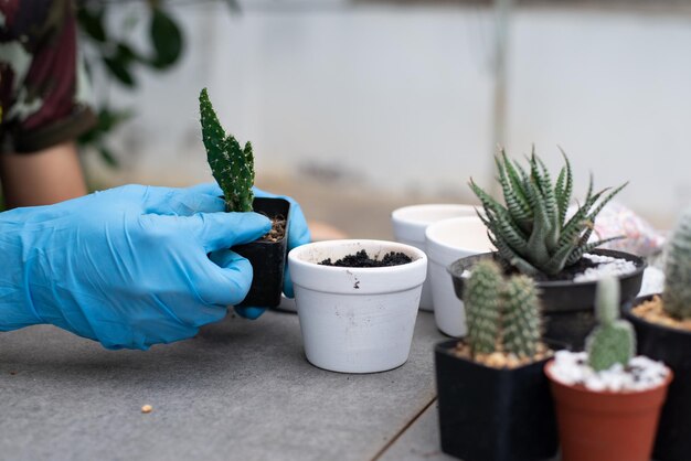 Close-up of potted plant on table