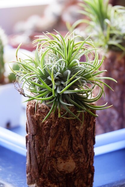 Close-up of potted plant on table