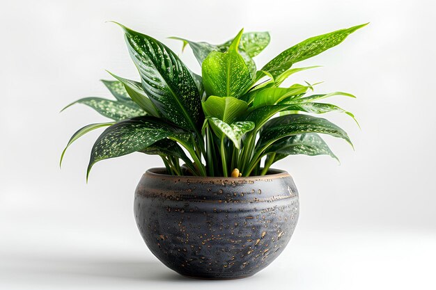 A close up of a potted plant on a table