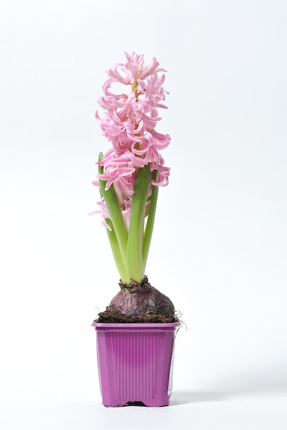 Close-up of potted plant in vase against white background