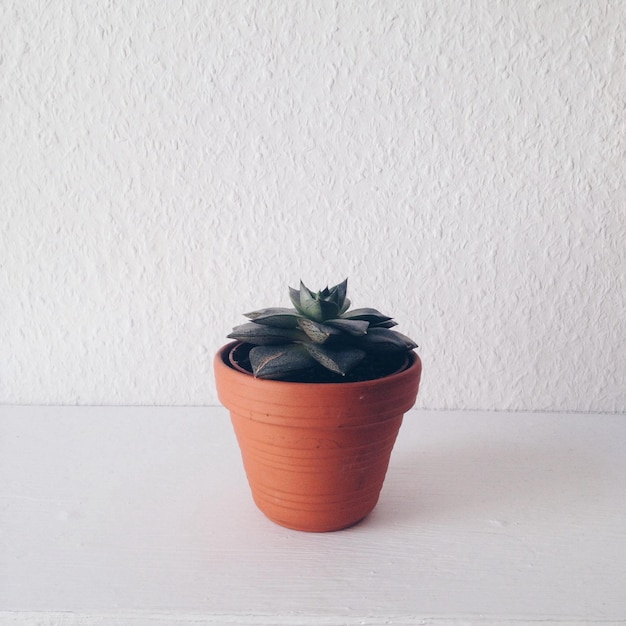 Photo close-up of potted plant on wall