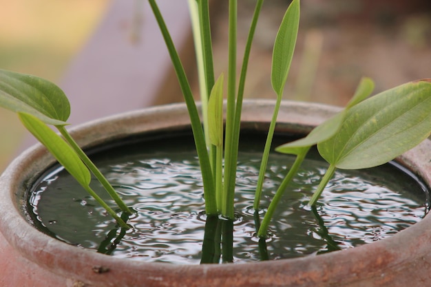Foto prossimo piano di una pianta in vaso in acqua