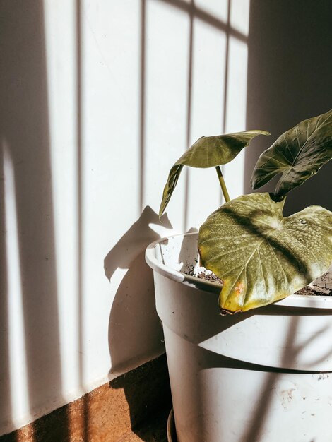 Foto prossimo piano di una pianta in vaso sul davanzale della finestra