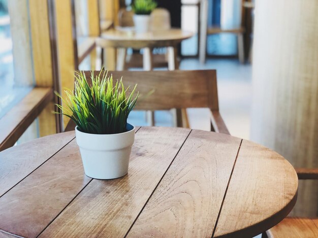 Close-up of potted plant on wooden table in cafe