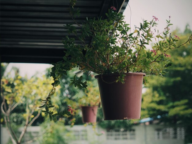 Photo close-up of potted plant in yard