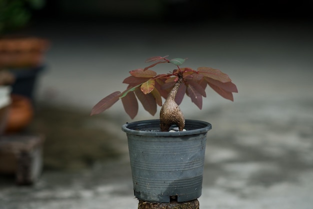 Photo close-up of potted plant