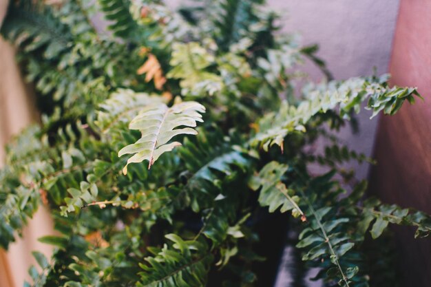 Photo close-up of potted plant