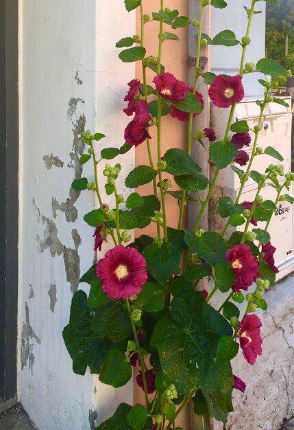 Close-up of potted plant