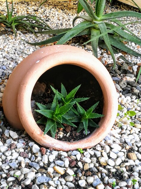 Foto prossimo piano di una pianta in vaso