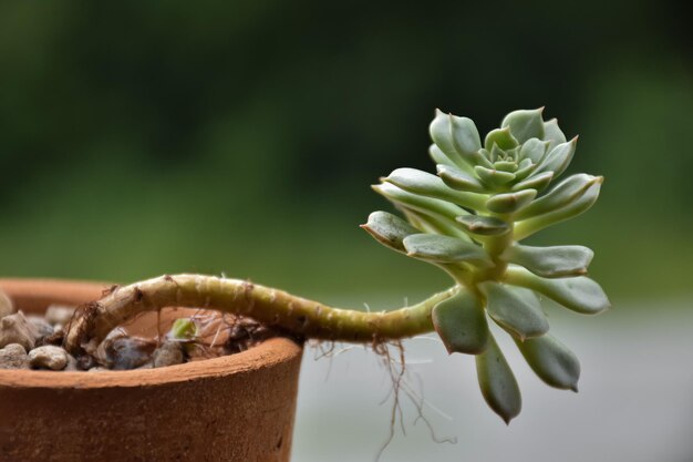 Foto prossimo piano di una pianta in vaso