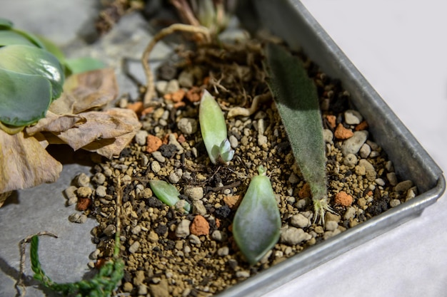 Foto prossimo piano di una pianta in vaso