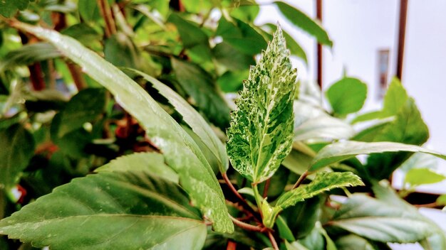 Close-up of potted plant