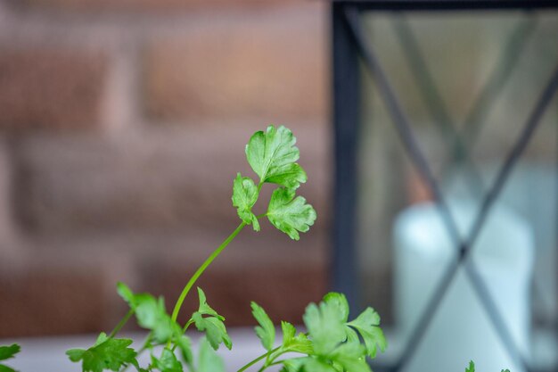close-up of potted plant