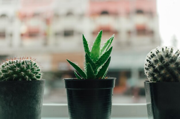 Close-up of potted plant