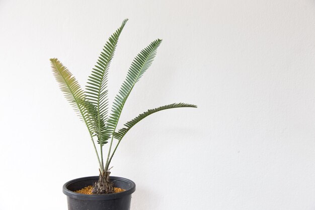 Close-up of potted plant